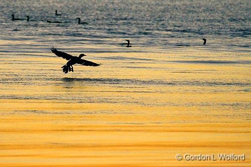 Cormorant Landing_34536.jpg - Double-crested Cormorant (Phalacrocorax auritus) landing on Matagorda Bay at sunrisePhotographed along the Gulf coast near Port Lavaca, Texas, USA. 